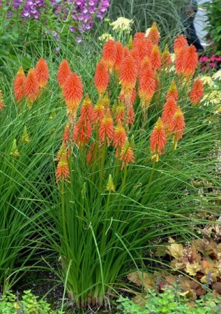 KNIPHOFIA uvaria Alcazar